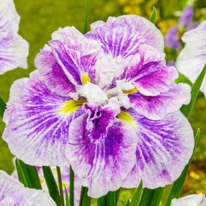 Iris Ensanta Cheese Cake7